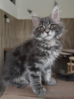 Photo №1. maine coon - à vendre en ville de Poznan | négocié | Annonce № 169334