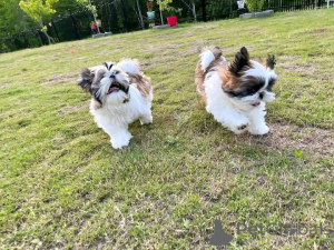 Photo №2 de l'annonce № 167160 de la vente shih tzu - acheter à Estonie 