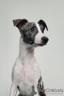Photos supplémentaires: Chiots Whippets