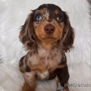 Photo №2 de l'annonce № 144415 de la vente teckel - acheter à USA annonce privée, éleveur