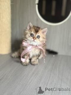 Photo №1. selkirk rex à poil ras - à vendre en ville de Inhabituel | 350€ | Annonce № 177975