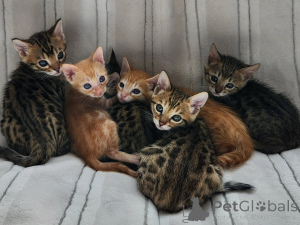 Photo №1. bengal - à vendre en ville de Tririer | négocié | Annonce № 174896