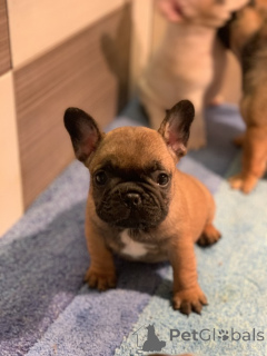 Photo №3. Bouledogue français Od kuce don. Serbie