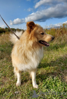 Photo №2 de l'annonce № 7758 de la vente chien bâtard - acheter à Fédération de Russie annonce privée