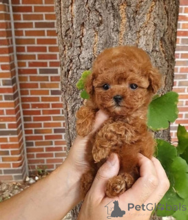 Photo №1. caniche (jouet) - à vendre en ville de Porto | négocié | Annonce №175349