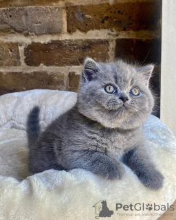 Photo №1. british shorthair - à vendre en ville de Антверпен | Gratuit | Annonce № 116703