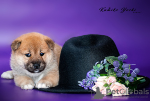 Photo №4. Je vais vendre shiba en ville de Nizhny Novgorod. de la fourrière - prix - négocié