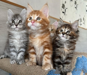 Photo №1. maine coon - à vendre en ville de Palma | négocié | Annonce № 176425