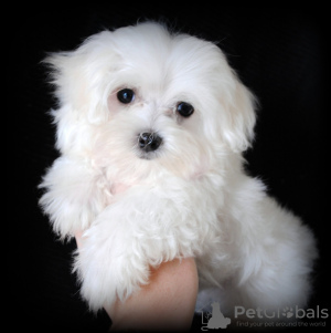 Photo №1. bichon maltais - à vendre en ville de Штутгарт | 260€ | Annonce №101202