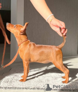 Photo №2 de l'annonce № 66697 de la vente pinscher miniature - acheter à Biélorussie annonce privée