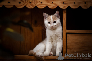 Photos supplémentaires: Adorables chatons en cadeau