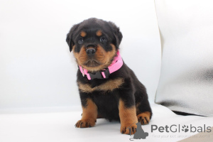 Photo №1. rottweiler - à vendre en ville de Constanța | négocié | Annonce №165223