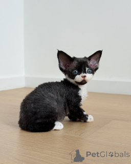 Photo №1. devon rex - à vendre en ville de Leipzig | négocié | Annonce № 164278