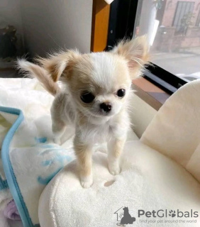 Photo №1. chihuahua - à vendre en ville de Cambridge | 237€ | Annonce №124469