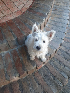 Photos supplémentaires: Terrier blanc des Highlands de l'Ouest - Westie