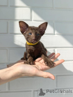 Photo №1. oriental shorthair - à vendre en ville de Starnberg | 350€ | Annonce № 173529