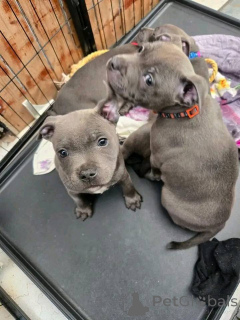 Photo №4. Je vais vendre staffordshire bull terrier en ville de Paris. annonce privée, éleveur - prix - 1000€