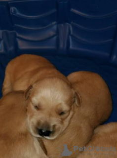 Photo №1. golden retriever - à vendre en ville de Uusikaupunki | Gratuit | Annonce №128364