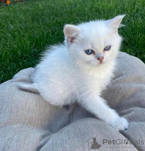 Photo №1. british shorthair - à vendre en ville de Франкфурт-на-Майне | 300€ | Annonce № 89694