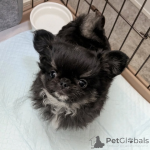 Photo №2 de l'annonce № 163640 de la vente chihuahua - acheter à La finlande annonce privée, de l'abri