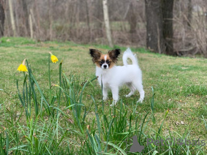 Photos supplémentaires: Épagneul nain continental / Papillon