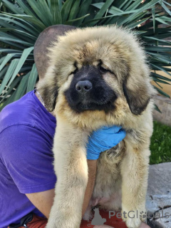 Photo №3. Berger allemand du Caucase, chiots. Serbie