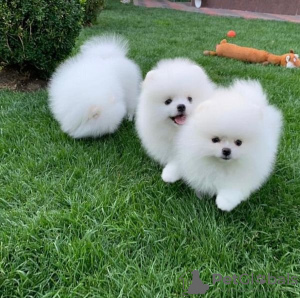 Photo №1. spitz nain - à vendre en ville de Sittard | négocié | Annonce №133653