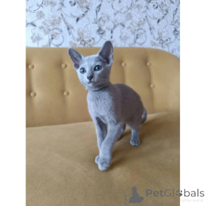 Photo №1. bleu russe - à vendre en ville de Lincoln | 350€ | Annonce № 174390