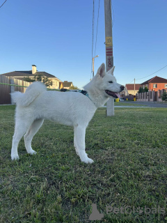 Photos supplémentaires: Chiots Akita Inu