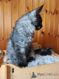 Photo №3. Chaton cote Mainkun polydakt. Fédération de Russie