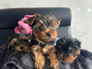 Photo №1. yorkshire terrier - à vendre en ville de Vienne | négocié | Annonce №169716
