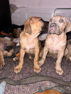 Photo №1. boerboel - à vendre en ville de Paris | négocié | Annonce №126235