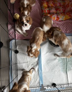 Photo №4. Je vais vendre cavalier king charles spaniel en ville de Düsseldorf. annonce privée - prix - Gratuit