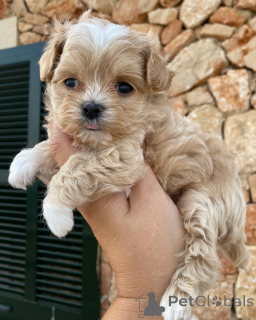 Photo №2 de l'annonce № 159935 de la vente maltipu - acheter à Pays Bas annonce privée