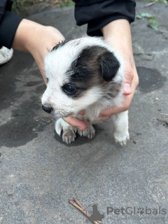 Photo №2 de l'annonce № 122058 de la vente chien bâtard - acheter à Fédération de Russie annonce privée