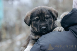 Photos supplémentaires: Les plus petits cherchent un foyer et une famille !!