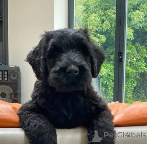 Photo №1. schnauzer géant - à vendre en ville de Saints Constantin et Helena | 484€ | Annonce №172783