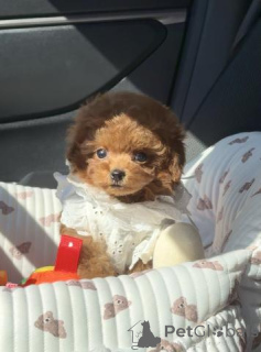 Photo №4. Je vais vendre caniche (jouet) en ville de Berlin. éleveur - prix - négocié