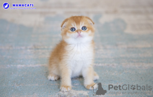 Photo №2 de l'annonce № 104205 de la vente scottish fold - acheter à Fédération de Russie de la fourrière