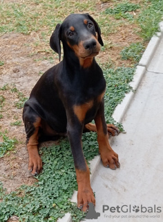 Photo №2 de l'annonce № 116340 de la vente dobermann - acheter à Serbie 