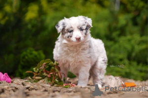 Photo №4. Je vais vendre border collie en ville de Espoo. annonce privée - prix - Gratuit