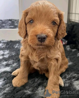 Photo №1. cocker spaniel anglais - à vendre en ville de Eišiškės | 330€ | Annonce №75799