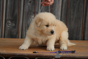 Photo №1. golden retriever - à vendre en ville de Berlin | Gratuit | Annonce №173994