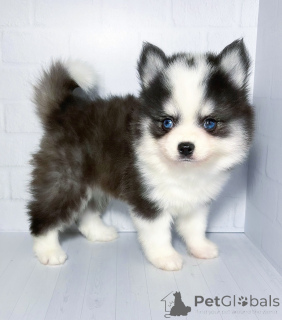 Photo №3. Chiots de micro de poivre. Fédération de Russie