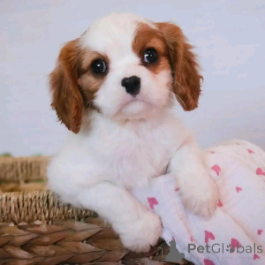 Photo №1. cavalier king charles spaniel - à vendre en ville de Munich | 500€ | Annonce №137959