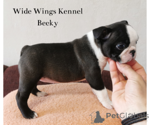 Photo №3. Boston terrier de race pure de l'éleveur. Hongrie