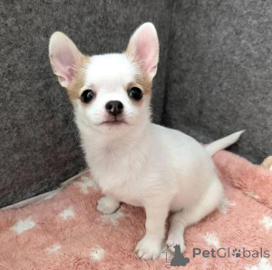 Photo №1. chihuahua - à vendre en ville de Lyon | Gratuit | Annonce №163604