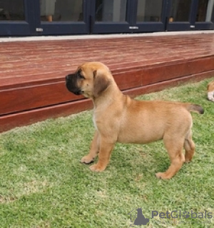 Photo №2 de l'annonce № 124077 de la vente boerboel - acheter à La finlande annonce privée