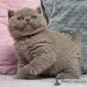 Photo №1. british shorthair - à vendre en ville de Bleialf | négocié | Annonce № 159405
