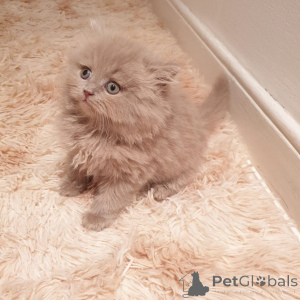 Photo №2 de l'annonce № 176818 de la vente british shorthair - acheter à Allemagne annonce privée